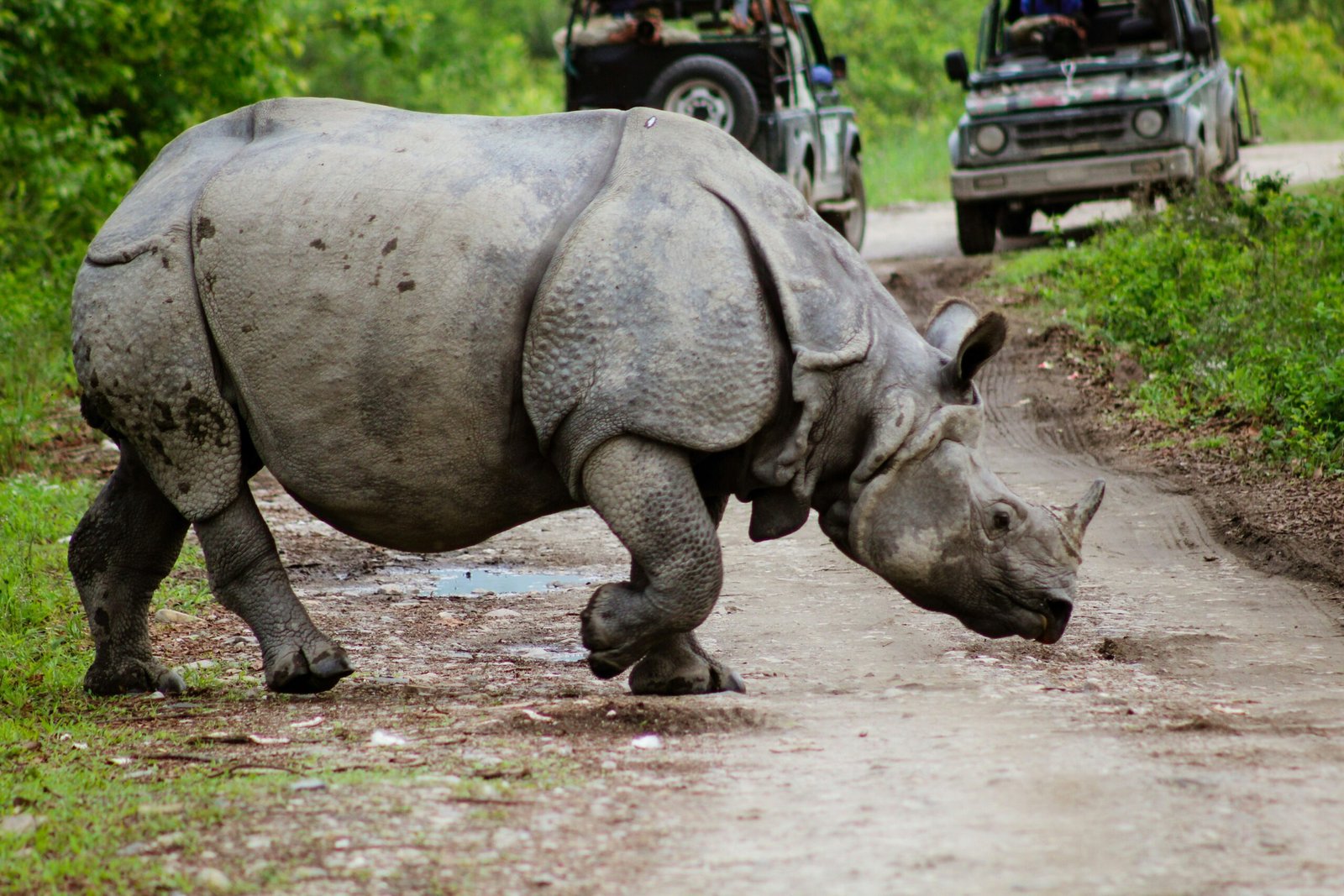 Best Places To Visit In Kaziranga, Assam